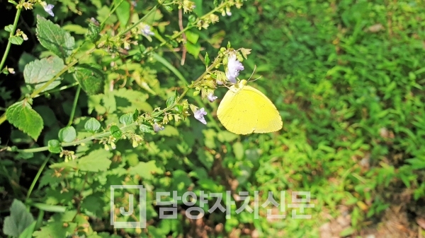 남방노랑나비, 담양 가마골생태공원, 2020.8.28.